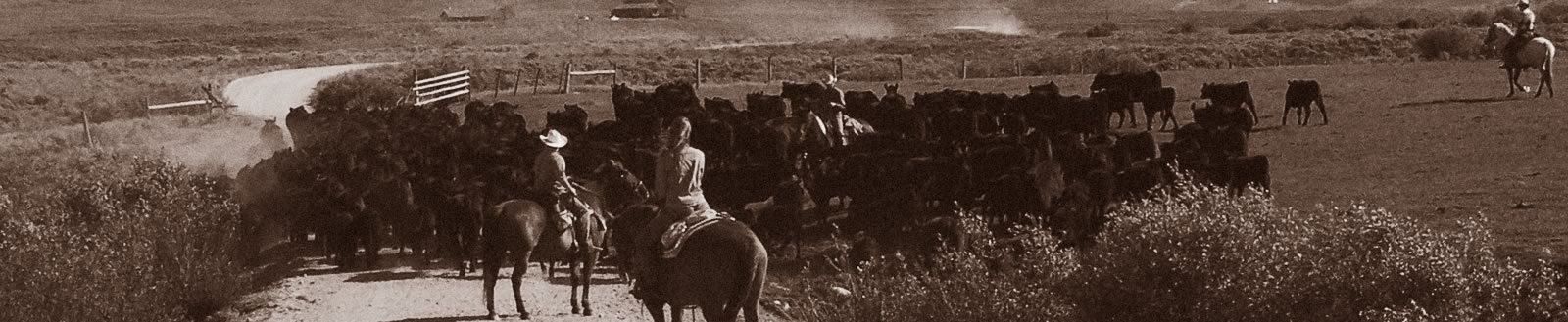 South Texas ranching scene with cattle and riders
